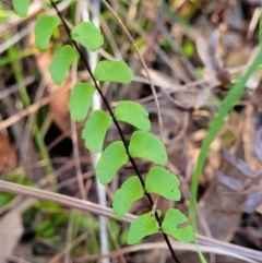 Lindsaea linearis (Screw Fern) at Kings Point, NSW - 29 Dec 2021 by tpreston