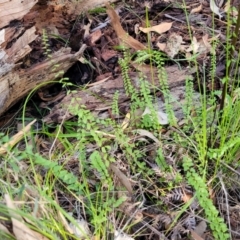 Lindsaea linearis at Kings Point, NSW - 29 Dec 2021