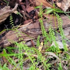 Lindsaea linearis at Kings Point, NSW - 29 Dec 2021