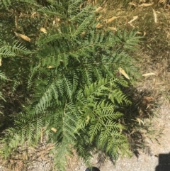 Pteridium esculentum (Bracken) at Rhyll, VIC - 16 Dec 2021 by Tapirlord