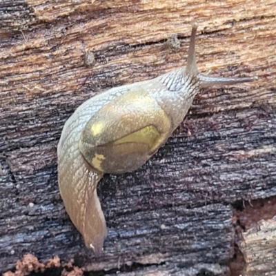 Helicarion cuvieri (A Semi-slug) at Kings Point, NSW - 29 Dec 2021 by trevorpreston