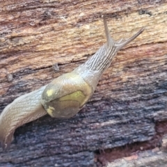 Helicarion cuvieri at Kings Point, NSW - 29 Dec 2021