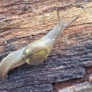 Helicarion cuvieri at Kings Point, NSW - 29 Dec 2021