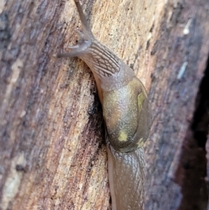 Helicarion cuvieri at Kings Point, NSW - 29 Dec 2021