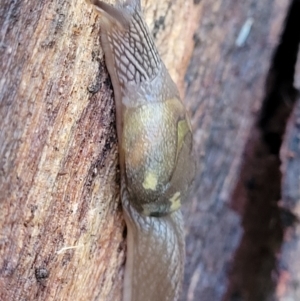 Helicarion cuvieri at Kings Point, NSW - 29 Dec 2021