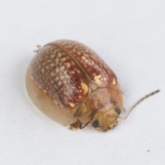 Paropsisterna decolorata (A Eucalyptus leaf beetle) at Hawker, ACT - 24 Dec 2021 by AlisonMilton