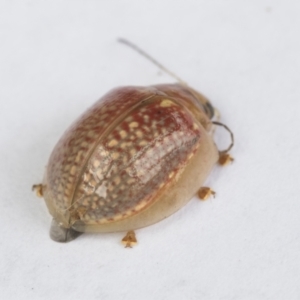 Paropsisterna decolorata at Hawker, ACT - 24 Dec 2021