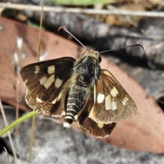 Trapezites eliena (Orange Ochre) at Brindabella National Park - 29 Dec 2021 by JohnBundock