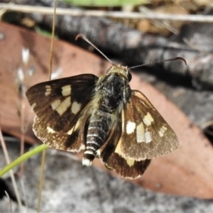 Trapezites eliena at Brindabella, NSW - 29 Dec 2021