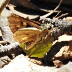 Trapezites eliena at Brindabella, NSW - 29 Dec 2021