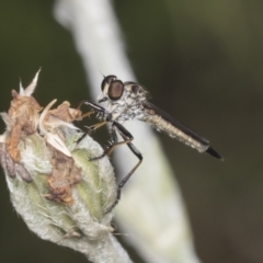 Cerdistus sp. (genus) (Slender Robber Fly) at Higgins, ACT - 28 Dec 2021 by AlisonMilton