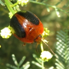 Dicranosterna immaculata (Acacia leaf beetle) at Lake George, NSW - 24 Dec 2021 by Christine