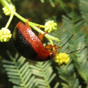 Dicranosterna immaculata at Lake George, NSW - 24 Dec 2021