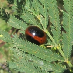 Dicranosterna immaculata at Lake George, NSW - 24 Dec 2021