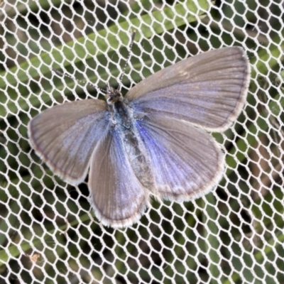 Zizina otis (Common Grass-Blue) at Higgins, ACT - 27 Dec 2021 by AlisonMilton