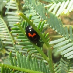 Peltoschema medioflava (Leaf Beetle) at Lake George, NSW - 24 Dec 2021 by Christine