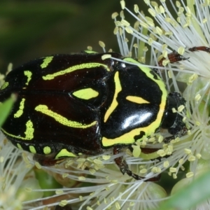 Eupoecila australasiae at Stromlo, ACT - 28 Dec 2021