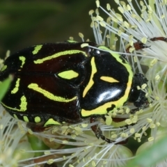 Eupoecila australasiae (Fiddler Beetle) at Uriarra Recreation Reserve - 28 Dec 2021 by jbromilow50