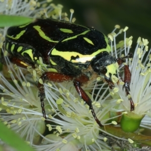 Eupoecila australasiae at Stromlo, ACT - 28 Dec 2021