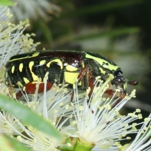 Eupoecila australasiae at Stromlo, ACT - 28 Dec 2021