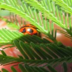 Peltoschema oceanica (Oceanica leaf beetle) at QPRC LGA - 24 Dec 2021 by Christine