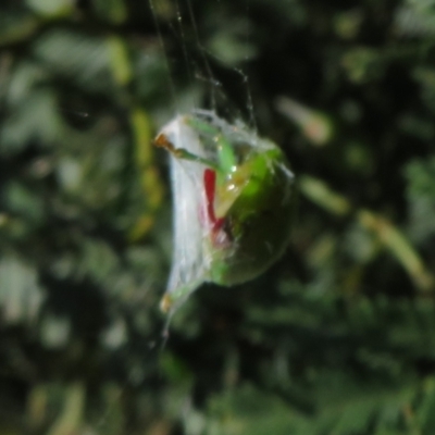 Unverified Beetle (Coleoptera) at Lake George, NSW - 24 Dec 2021 by Christine