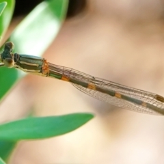 Austrolestes leda (Wandering Ringtail) at Page, ACT - 29 Dec 2021 by DonTaylor