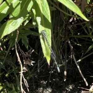 Austroagrion watsoni at Murrumbateman, NSW - 29 Dec 2021