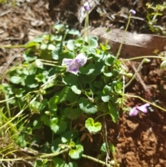 Viola hederacea (Ivy-leaved Violet) at Namadgi National Park - 29 Dec 2021 by byomonkey