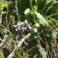 Viola hederacea (Ivy-leaved Violet) at Cotter River, ACT - 29 Dec 2021 by byomonkey