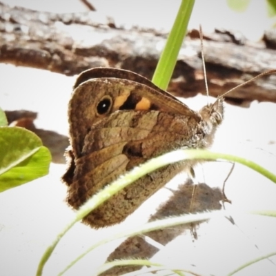 Geitoneura klugii (Marbled Xenica) at Brindabella, NSW - 29 Dec 2021 by JohnBundock