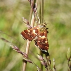 Oenogenes fugalis (A Pyralid moth) at Brindabella National Park - 29 Dec 2021 by JohnBundock