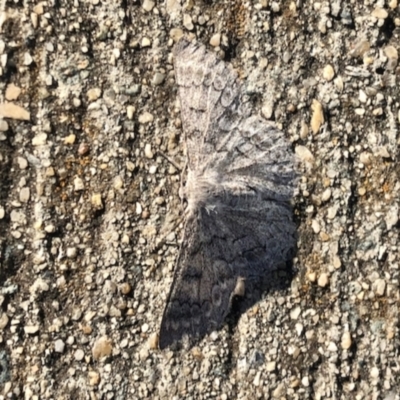 Crypsiphona ocultaria (Red-lined Looper Moth) at Bruce, ACT - 28 Dec 2021 by KMcCue