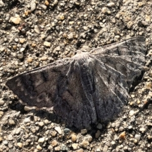 Crypsiphona ocultaria at Bruce, ACT - 28 Dec 2021 06:25 PM