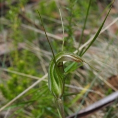 Diplodium aestivum (Long-tongued Summer Greenhood) at Namadgi National Park - 29 Dec 2021 by JohnBundock