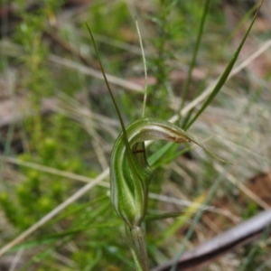 Diplodium aestivum at Namadgi National Park - 29 Dec 2021