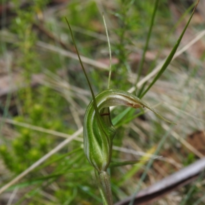 Diplodium aestivum (Long-tongued Summer Greenhood) at Namadgi National Park - 29 Dec 2021 by JohnBundock