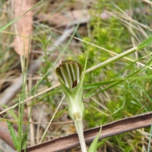 Diplodium aestivum at Namadgi National Park - suppressed