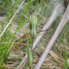 Diplodium aestivum at Namadgi National Park - 29 Dec 2021