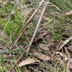 Diplodium aestivum at Namadgi National Park - suppressed