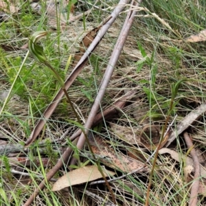 Diplodium aestivum at Namadgi National Park - 29 Dec 2021