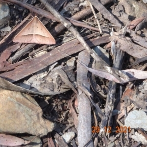 Epidesmia hypenaria at Cotter River, ACT - 29 Dec 2021