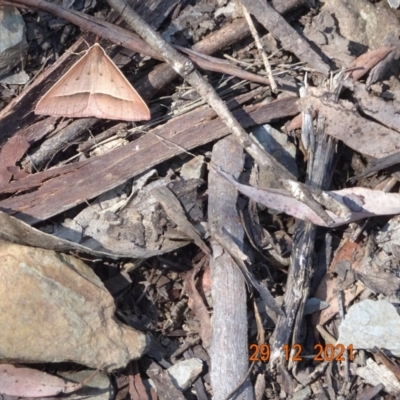 Epidesmia hypenaria (Long-nosed Epidesmia) at Namadgi National Park - 29 Dec 2021 by GirtsO