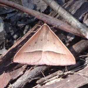 Epidesmia hypenaria at Cotter River, ACT - 29 Dec 2021 03:20 PM