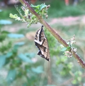 Vanessa itea at Aranda, ACT - 29 Dec 2021 07:35 PM