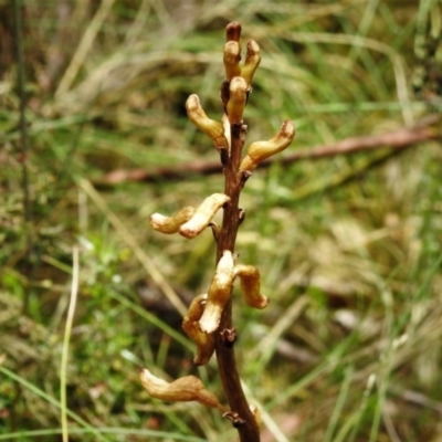 Gastrodia sp. (Potato Orchid) at Namadgi National Park - 29 Dec 2021 by JohnBundock