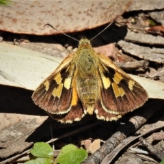 Trapezites eliena (Orange Ochre) at Namadgi National Park - 29 Dec 2021 by JohnBundock