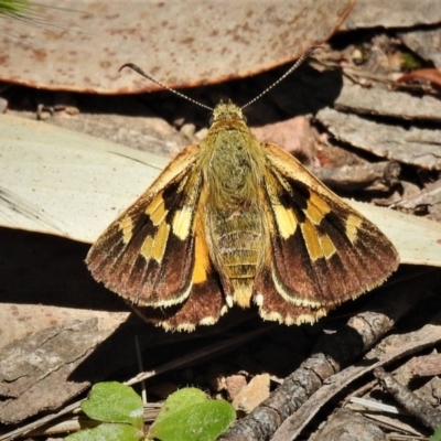 Trapezites eliena (Orange Ochre) at Cotter River, ACT - 29 Dec 2021 by JohnBundock