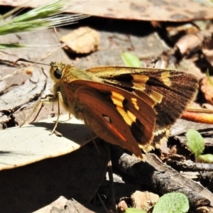 Trapezites eliena at Cotter River, ACT - 29 Dec 2021