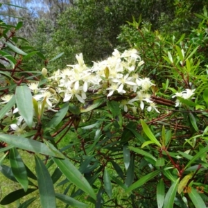 Clematis aristata at Cotter River, ACT - 28 Dec 2021 11:44 AM